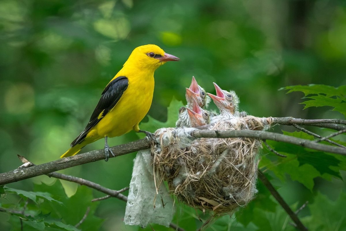 Зяблик желтый