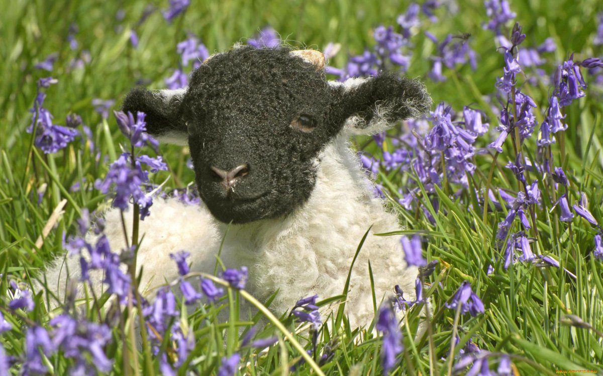 Маленький барашек