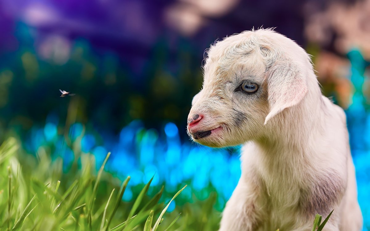 Ягнята на лугу