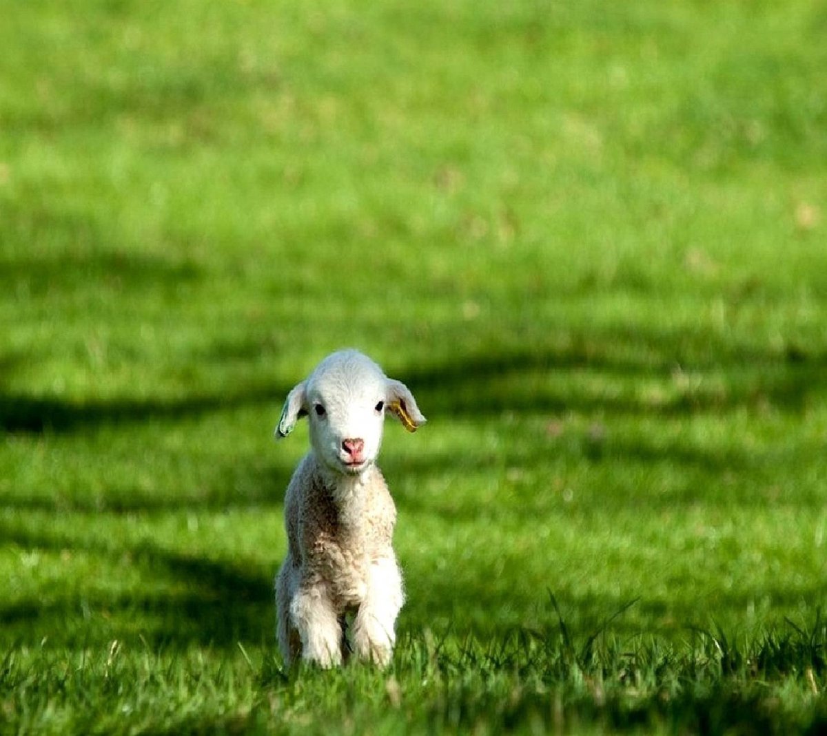 Белый ягненок
