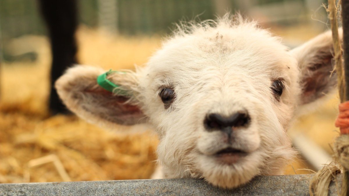 Серый баран