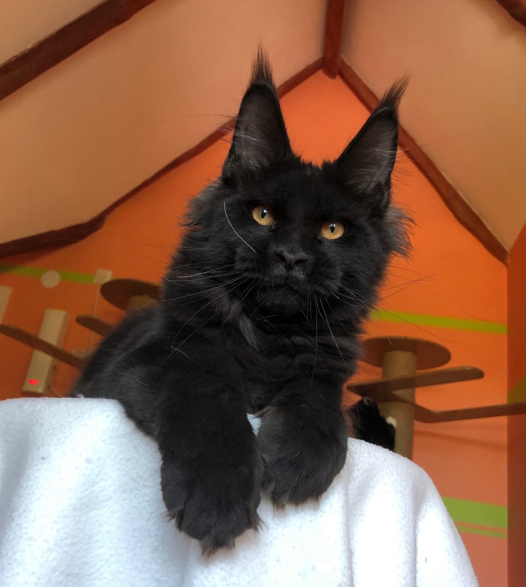 Кошка Мейн кун злой
