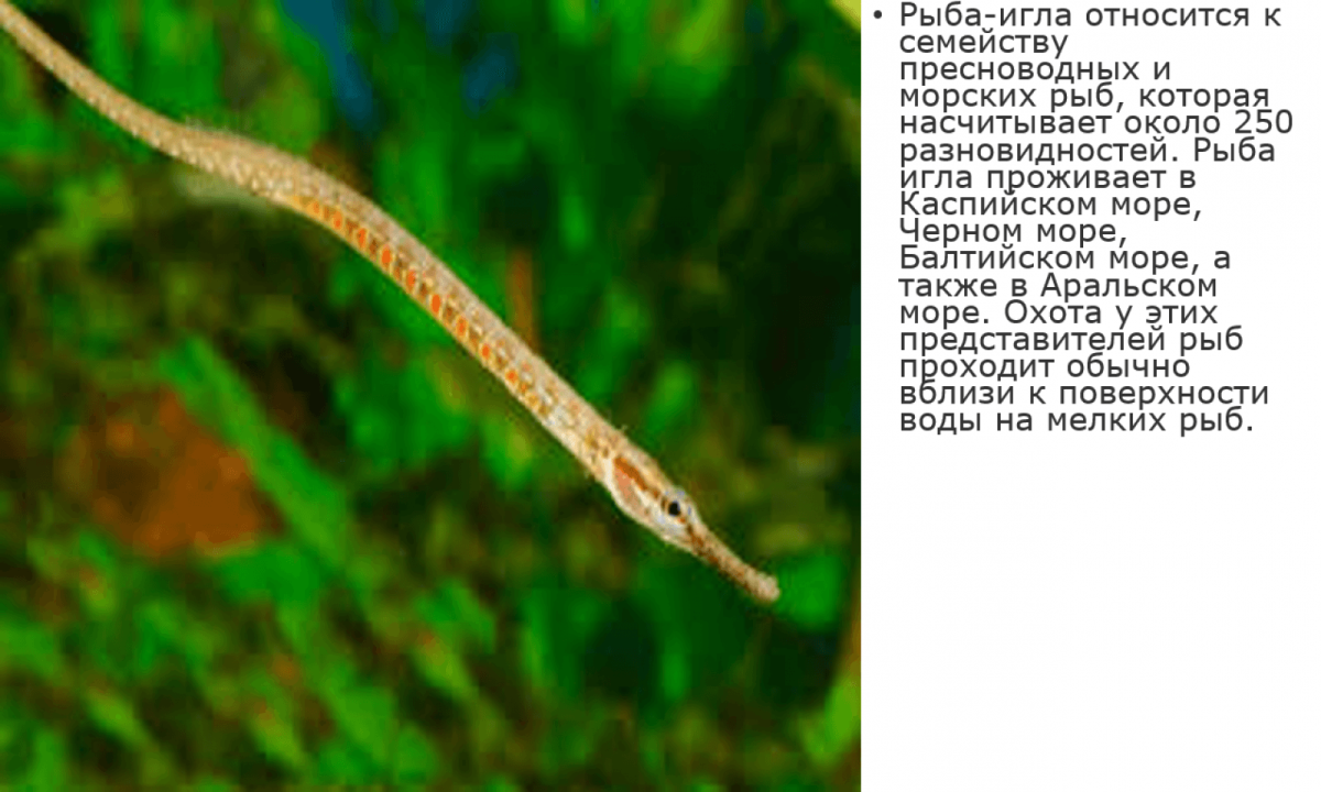 Рыба игла зеленуха