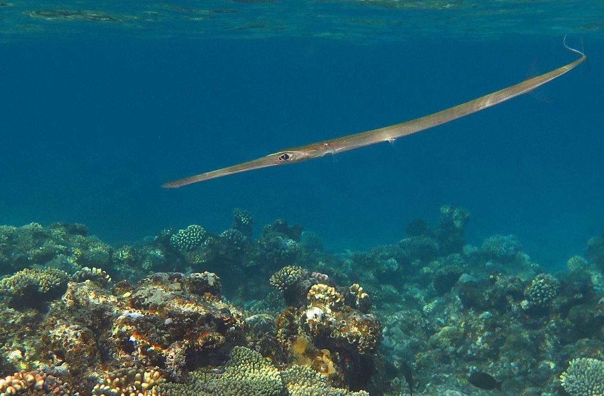 Черноморская рыба Сарган