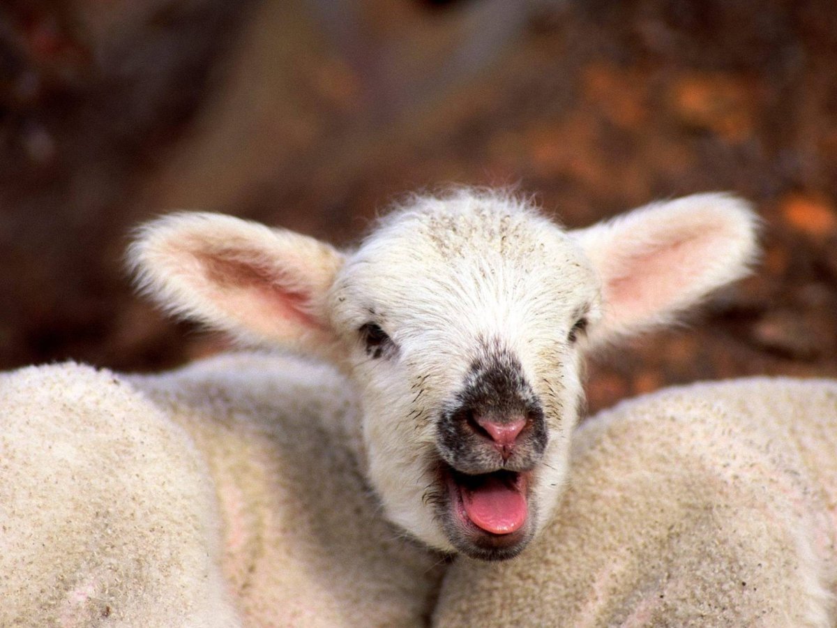 Овцы пасутся