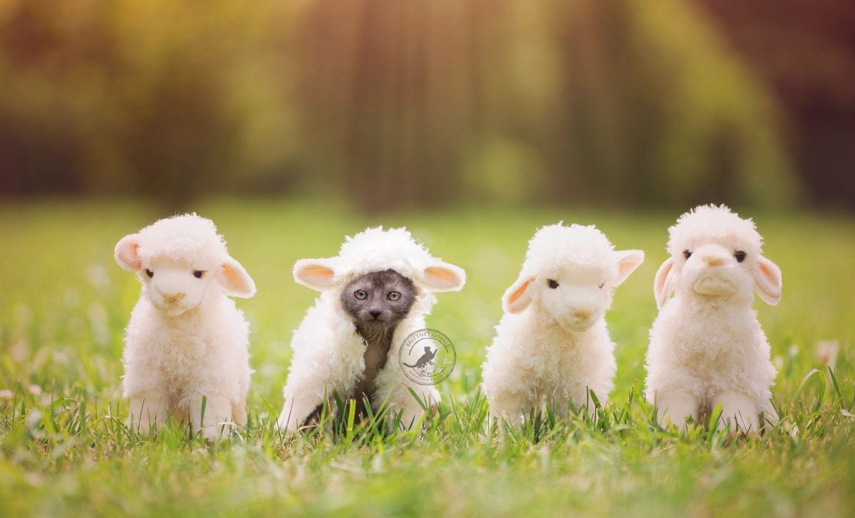 Айлак нгуни