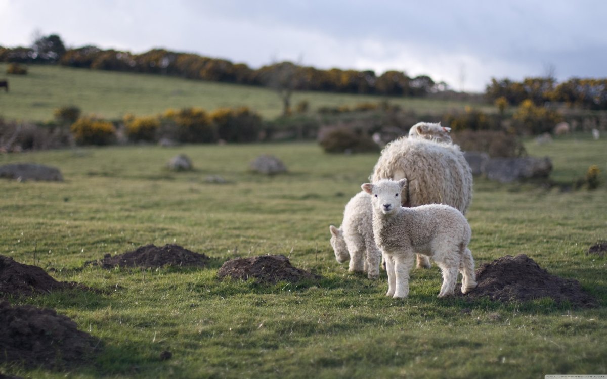 Милый козлик