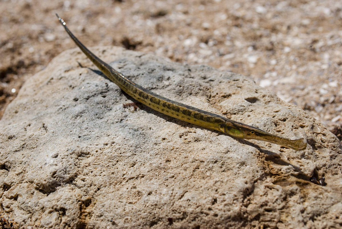 Рыба игла аквариумная