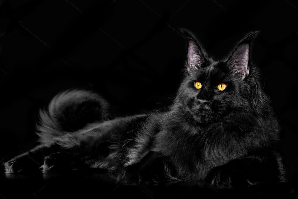 Чёрный Солид Мейн кун кошка