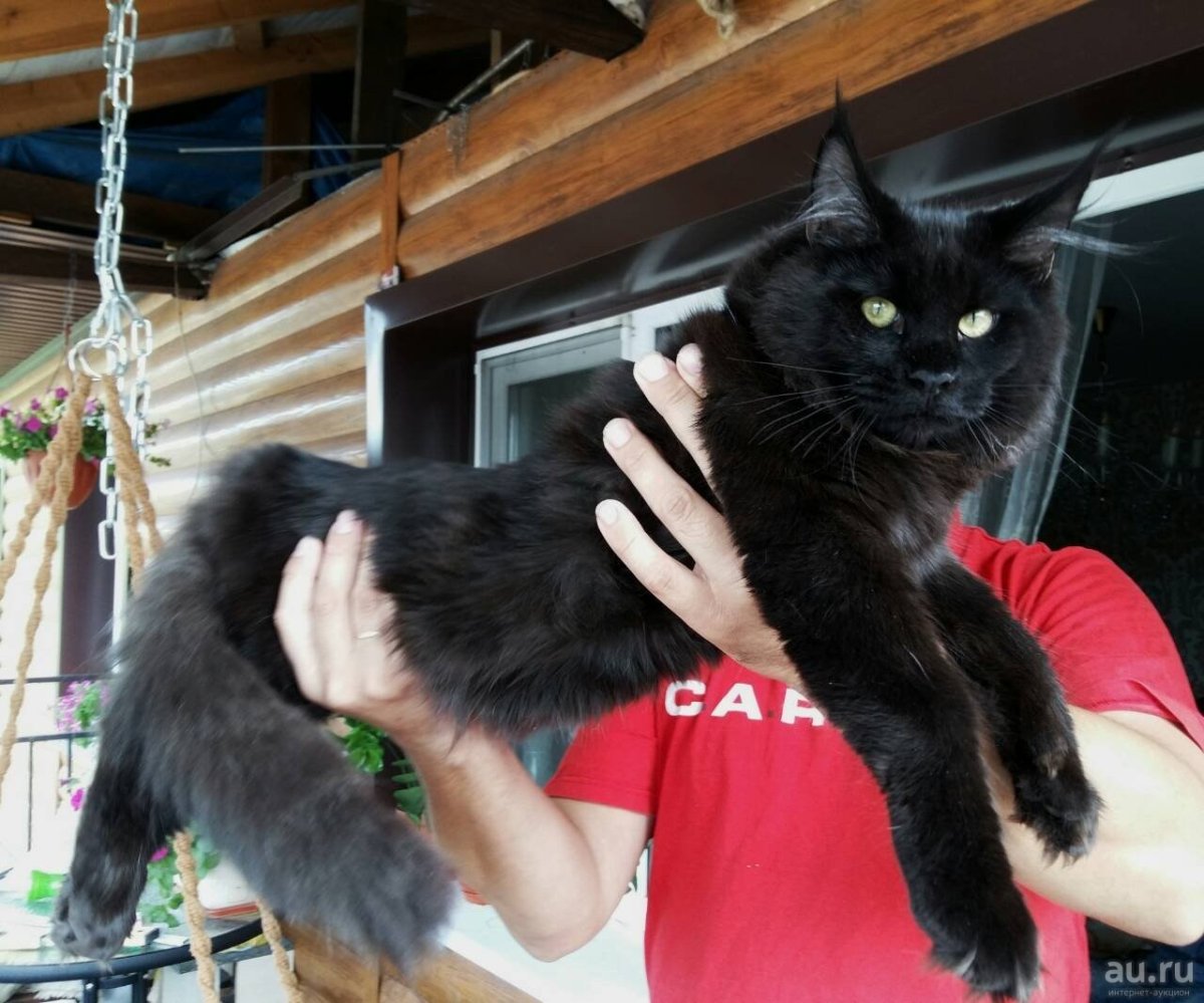 Чёрный Солид Мейн кун кошка