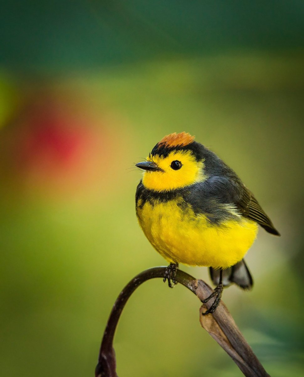 Обыкновенная Иволга