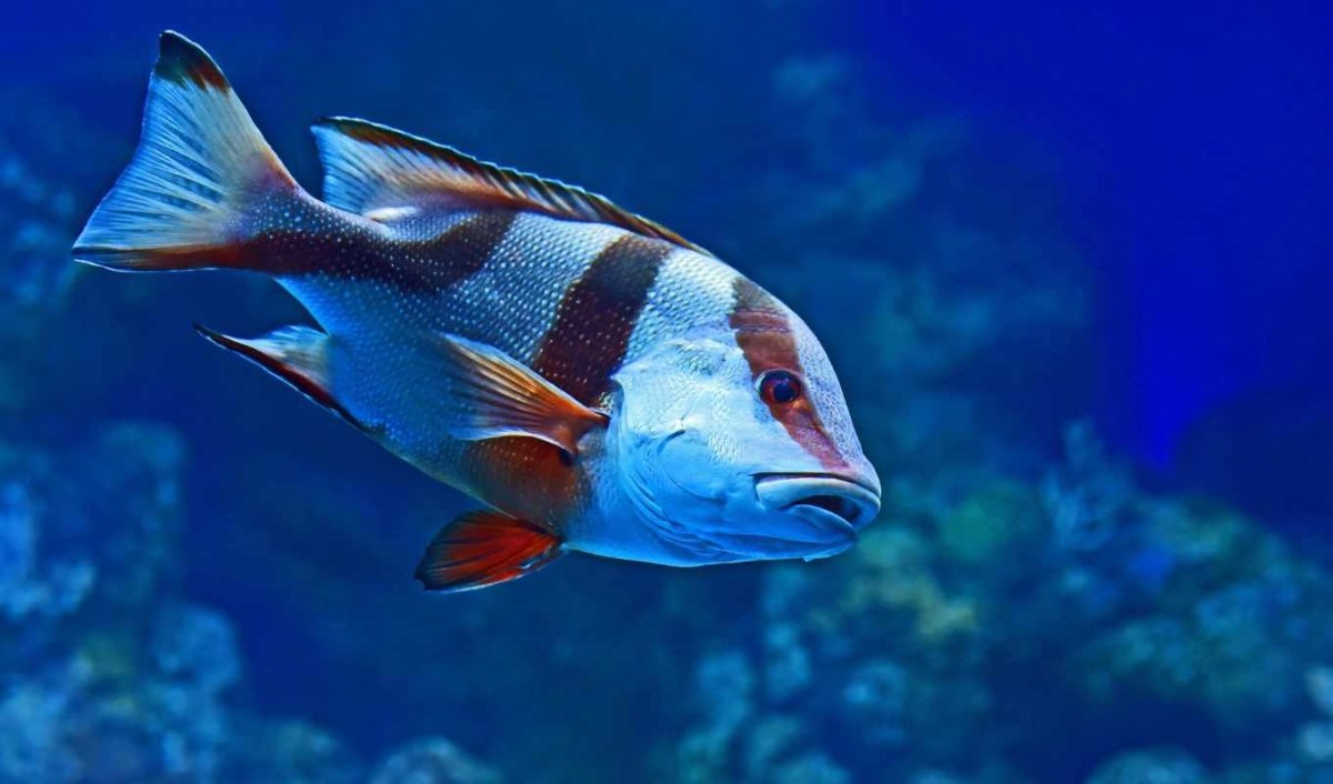 Рыба с красными полосками