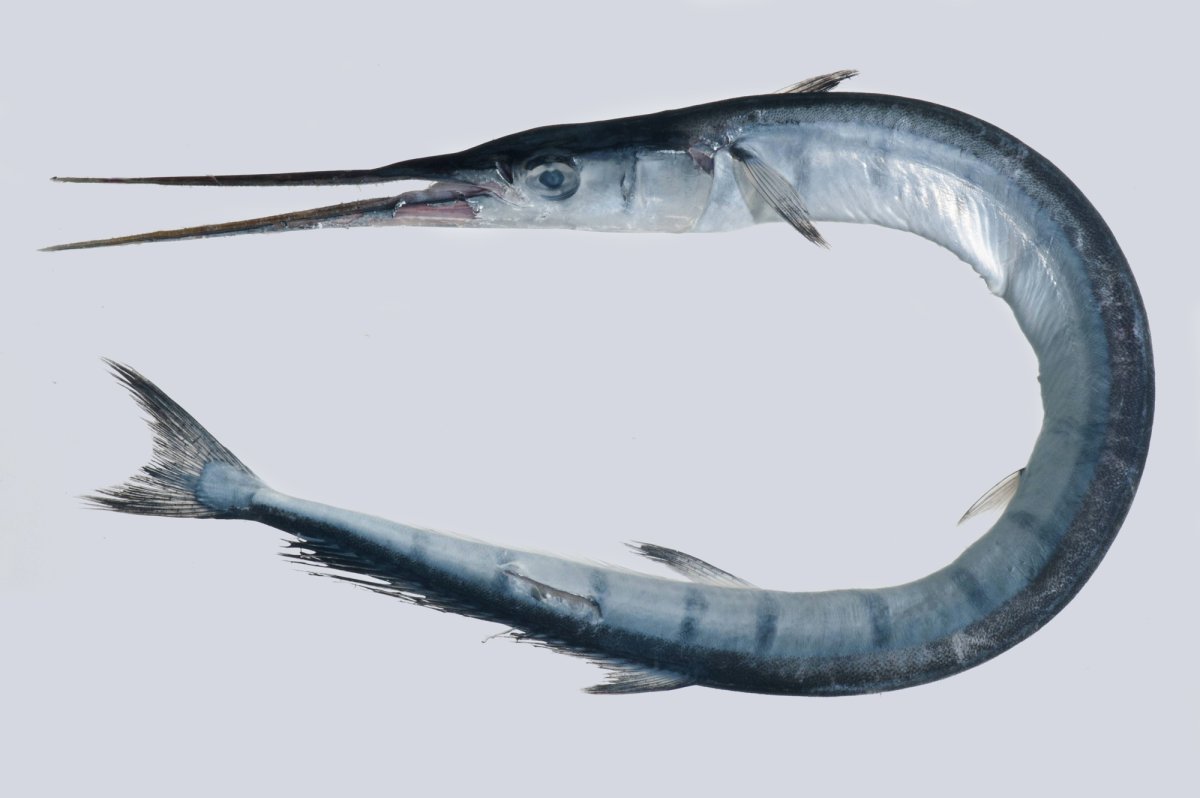 Длиннорылая рыба-игла