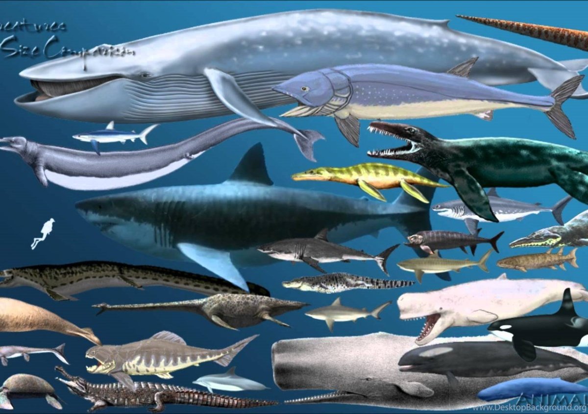 Созвездие пса Сириус