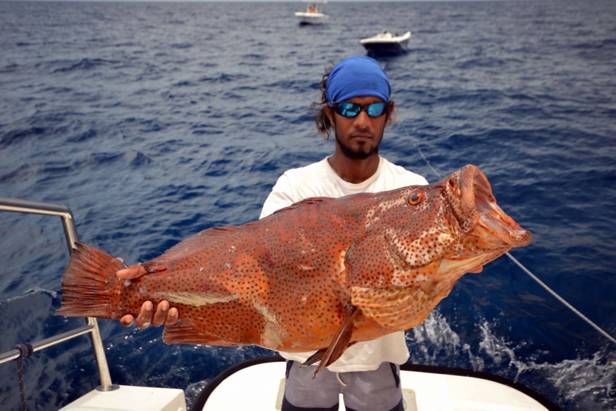 Глубоководные рыбы удильщики с самцом