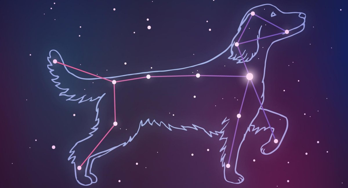 Строение сердца осьминога