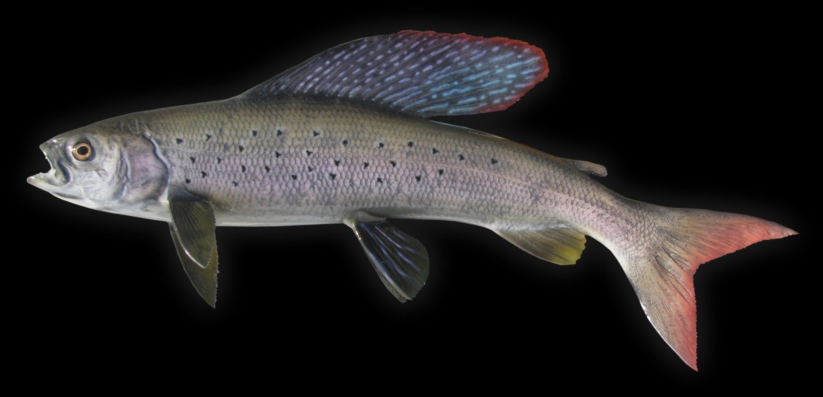 Голомянка Байкальская