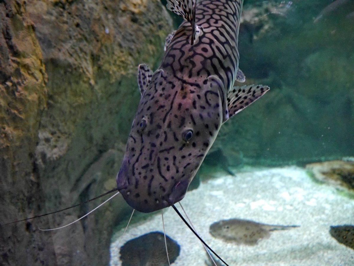 Рыба семейства психролютовые