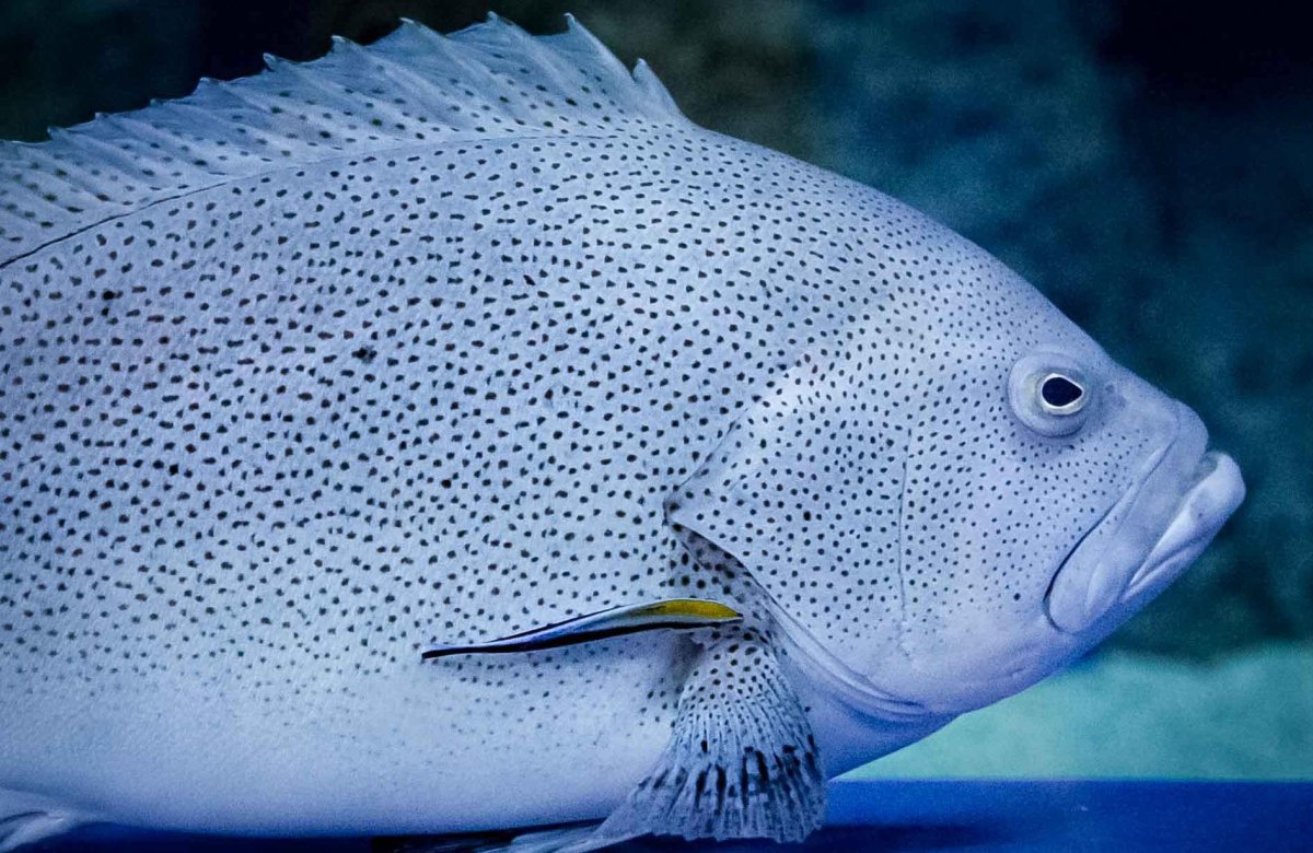 Длинноперый губан