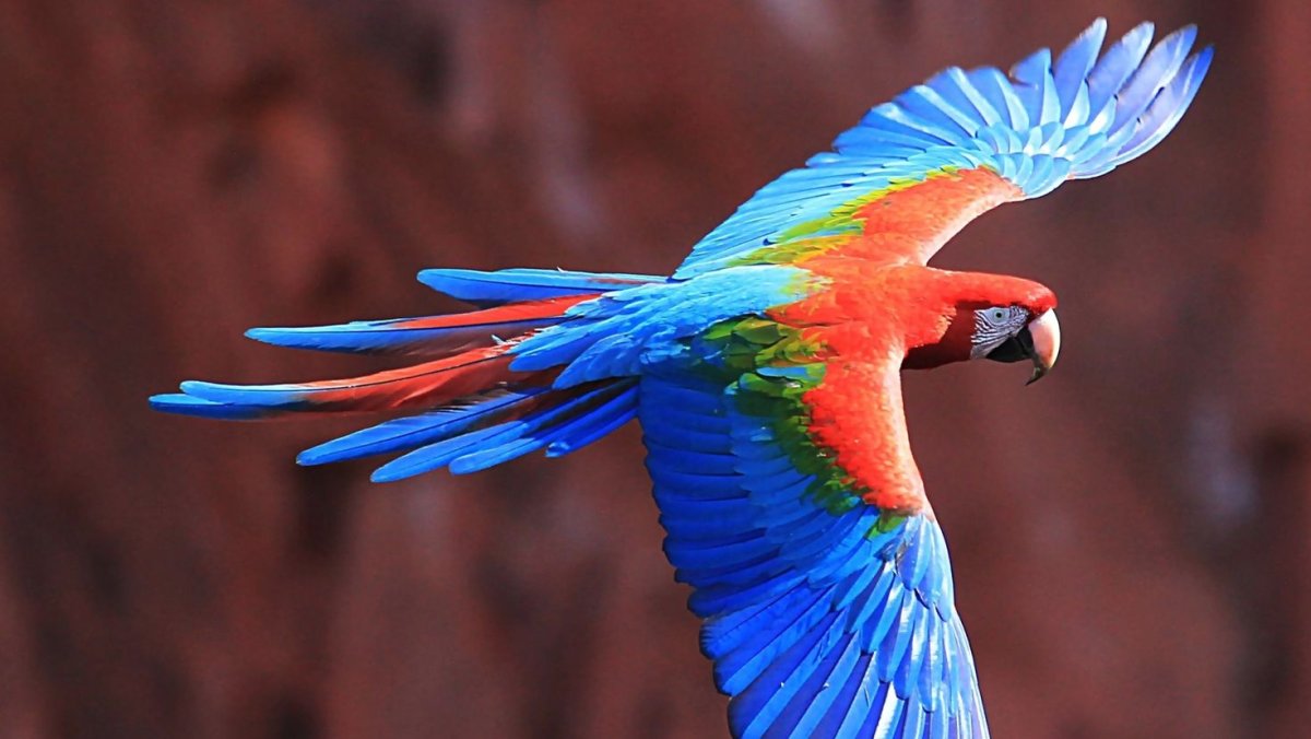 Павлин Петрински