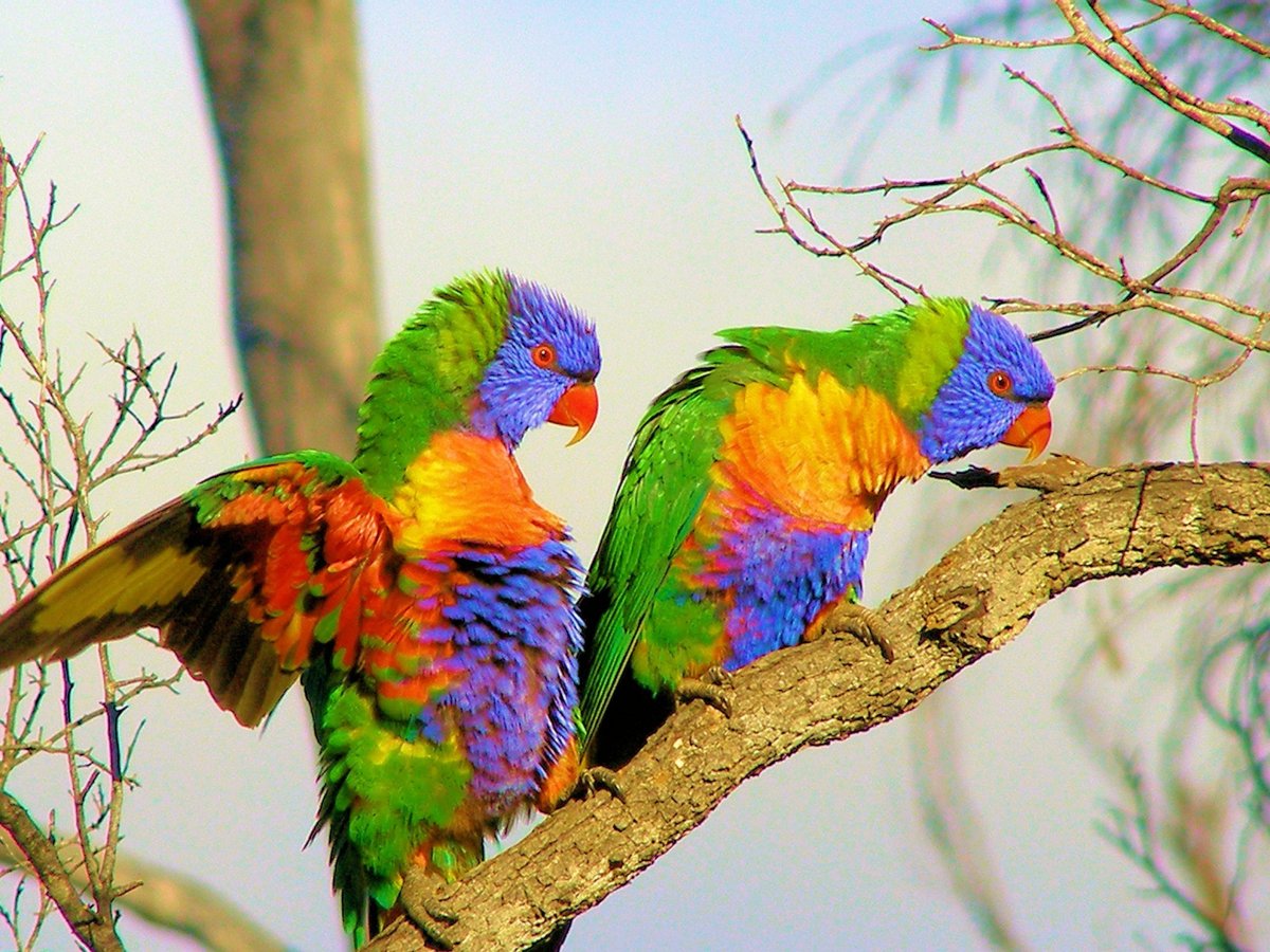 Телевизор Manta led4202 42"