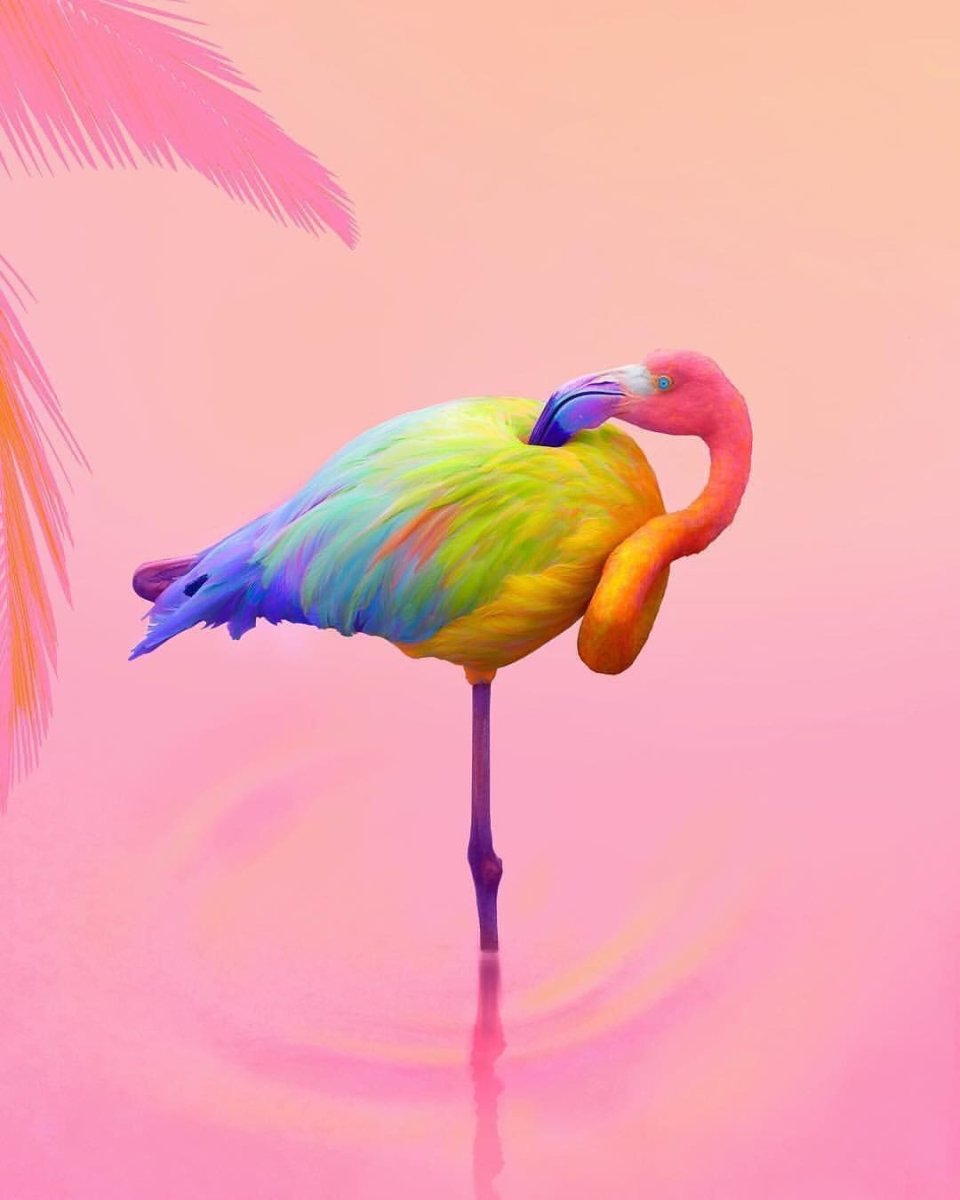 Колибри и попугай