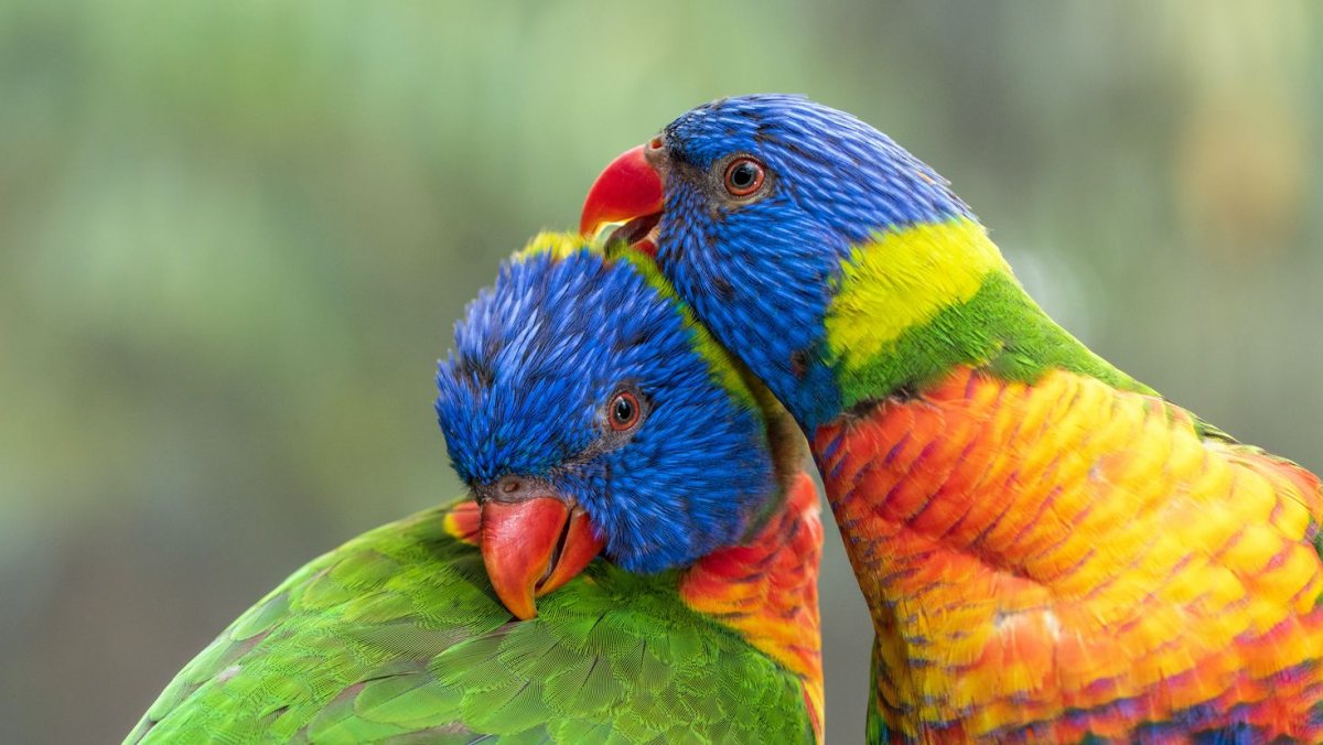 Разноцветный попугай