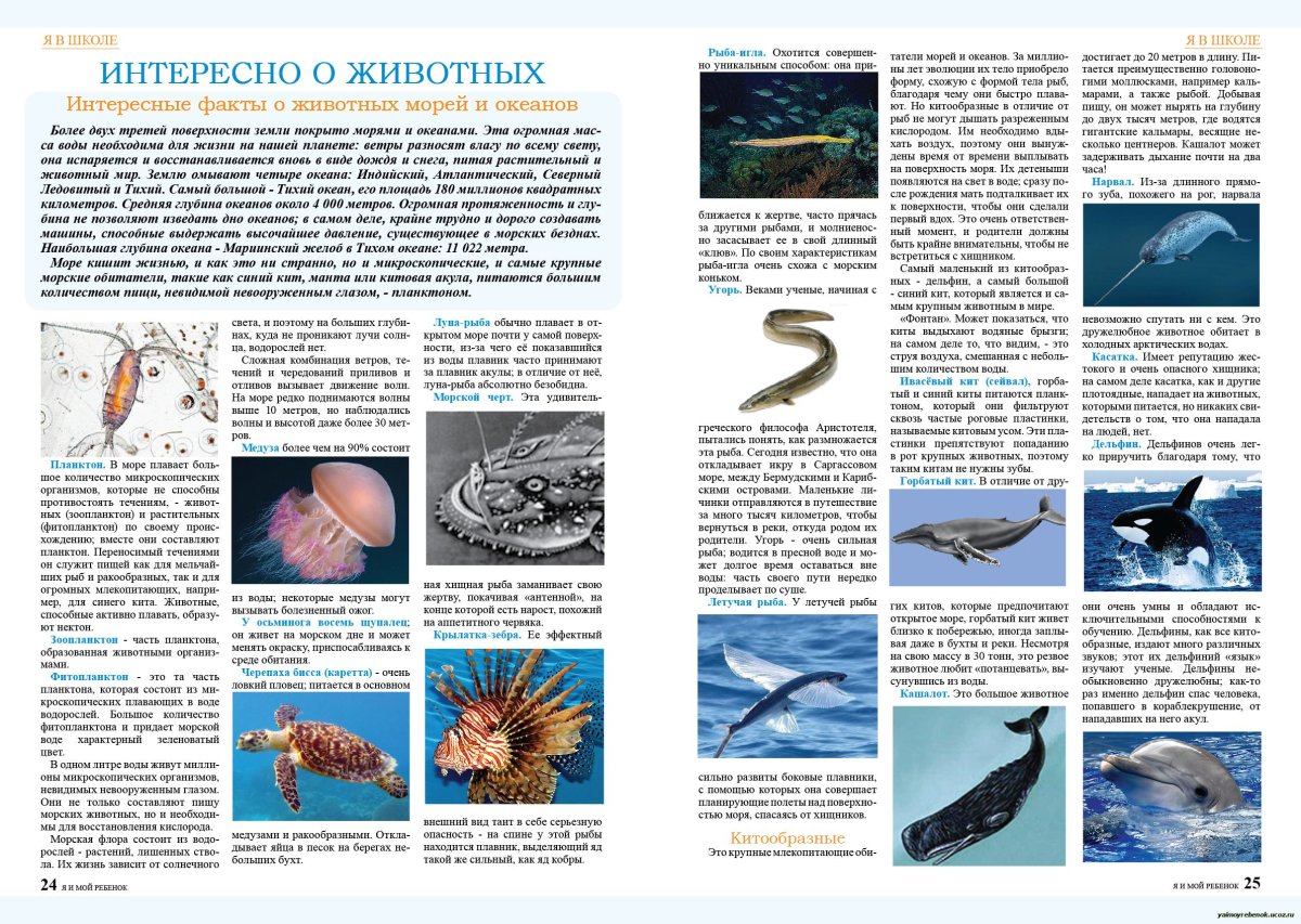 Мохнатый удильщик Джордана