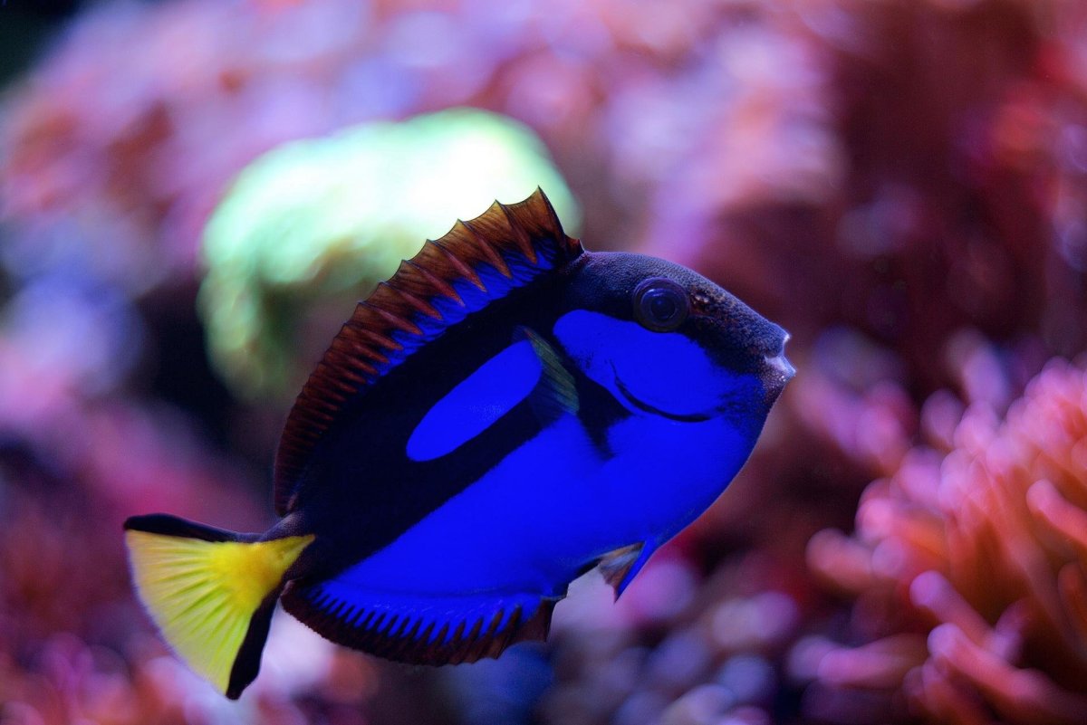 Красивые рыбки