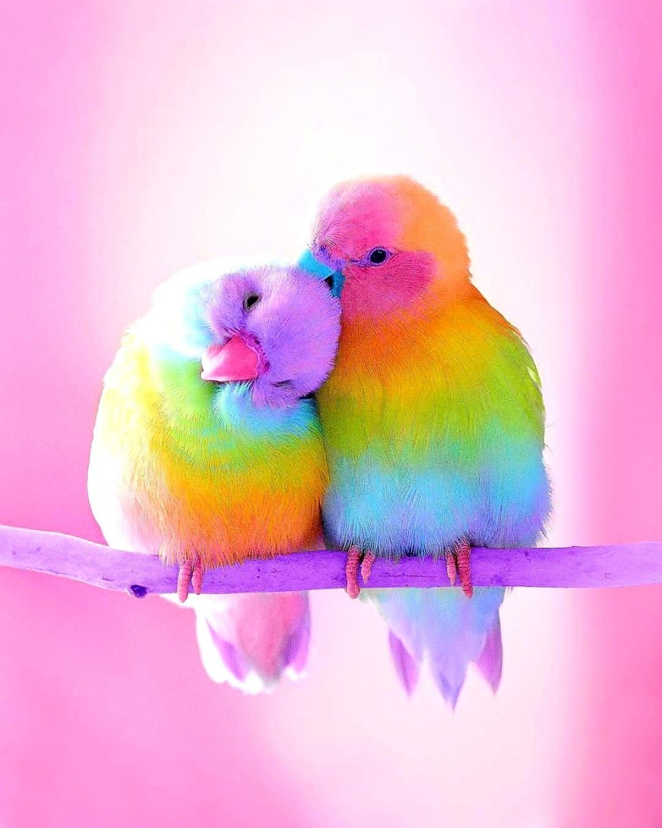 Самые красивые птицы