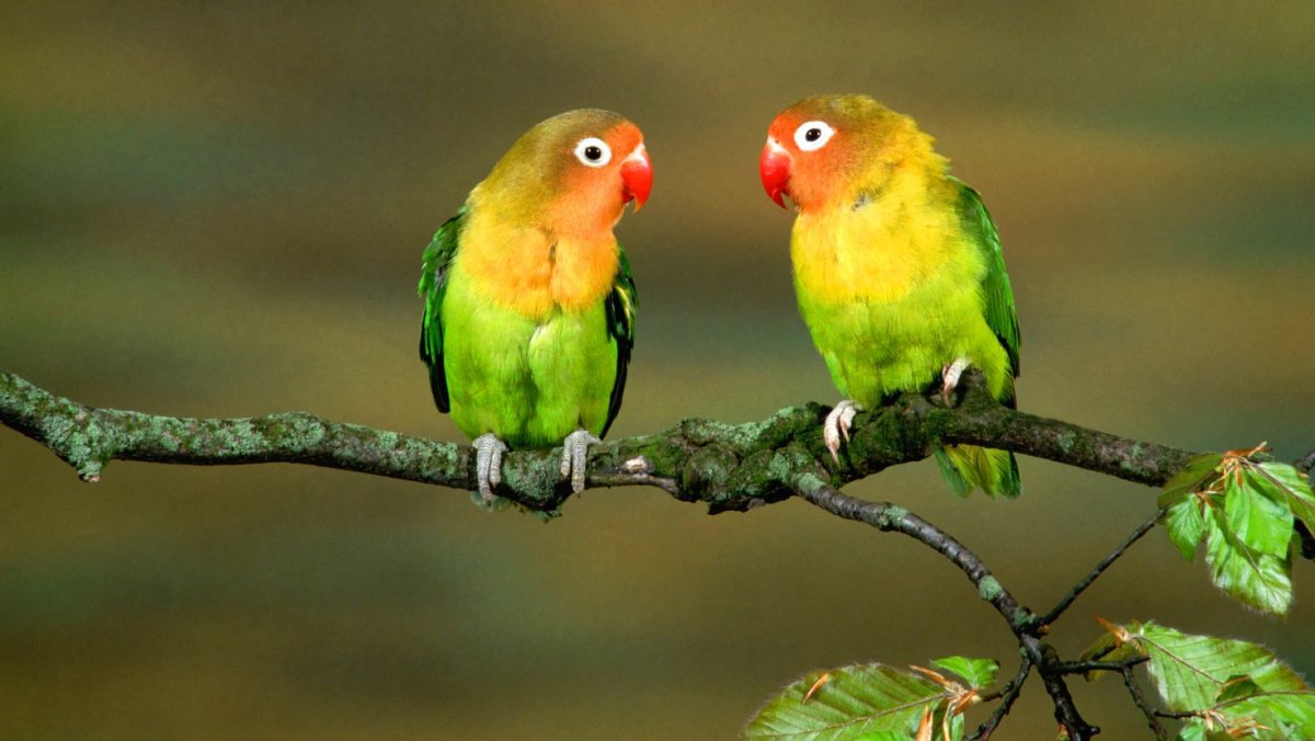 Сиреневогрудая сизоворонка птица