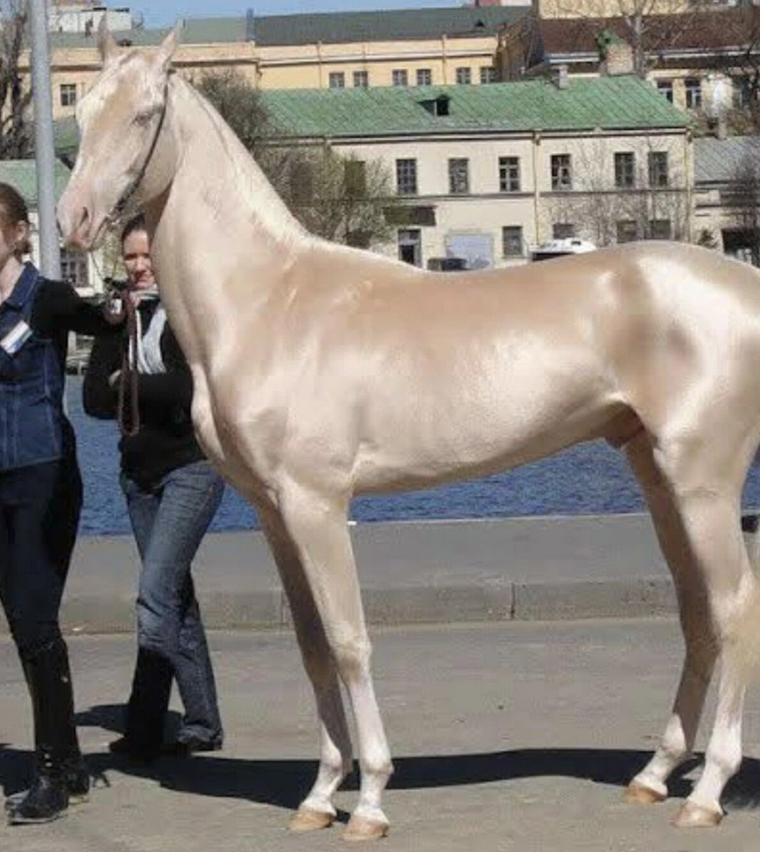 Ахалтекинская лошадь Золотая