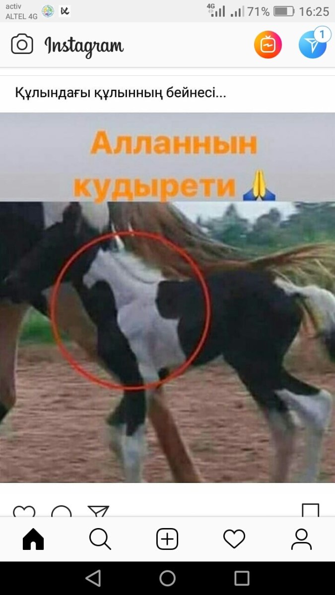 Сидячая лошадь