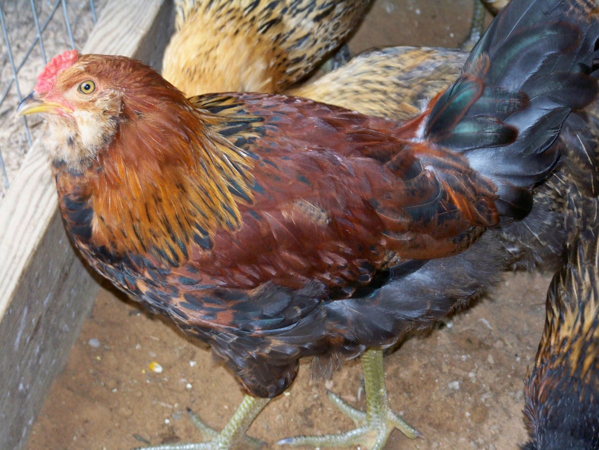 Амераукана дикого окраса куры