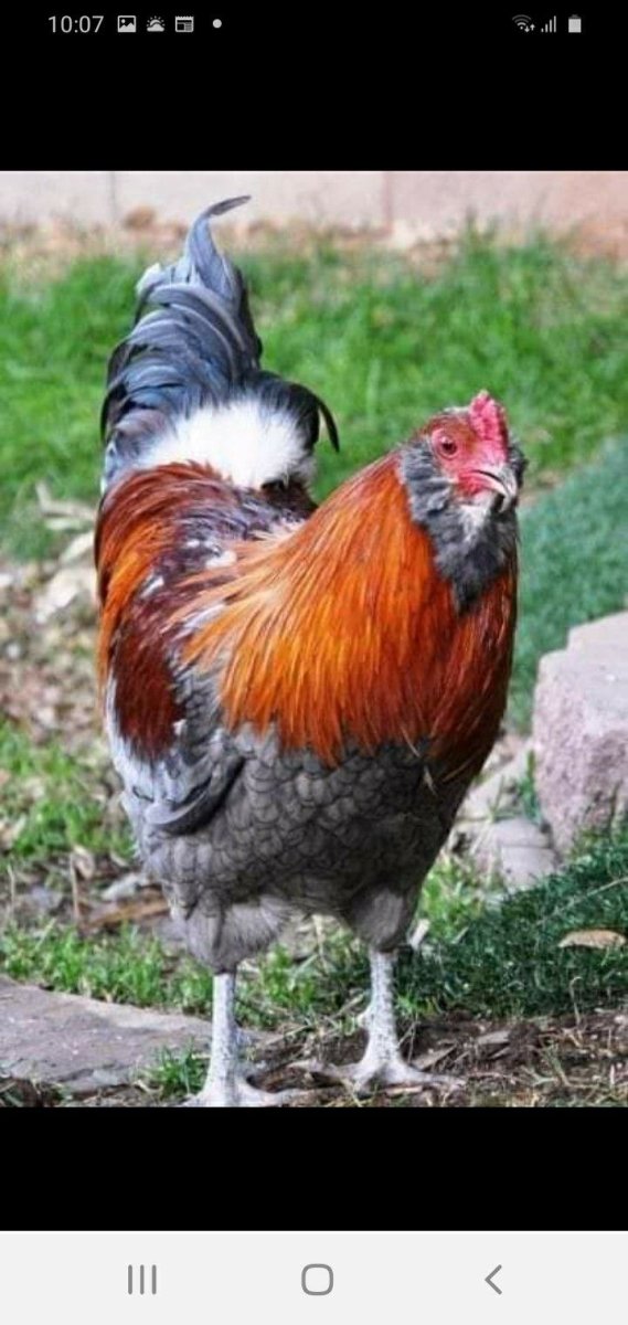 Куры породы Амераукана