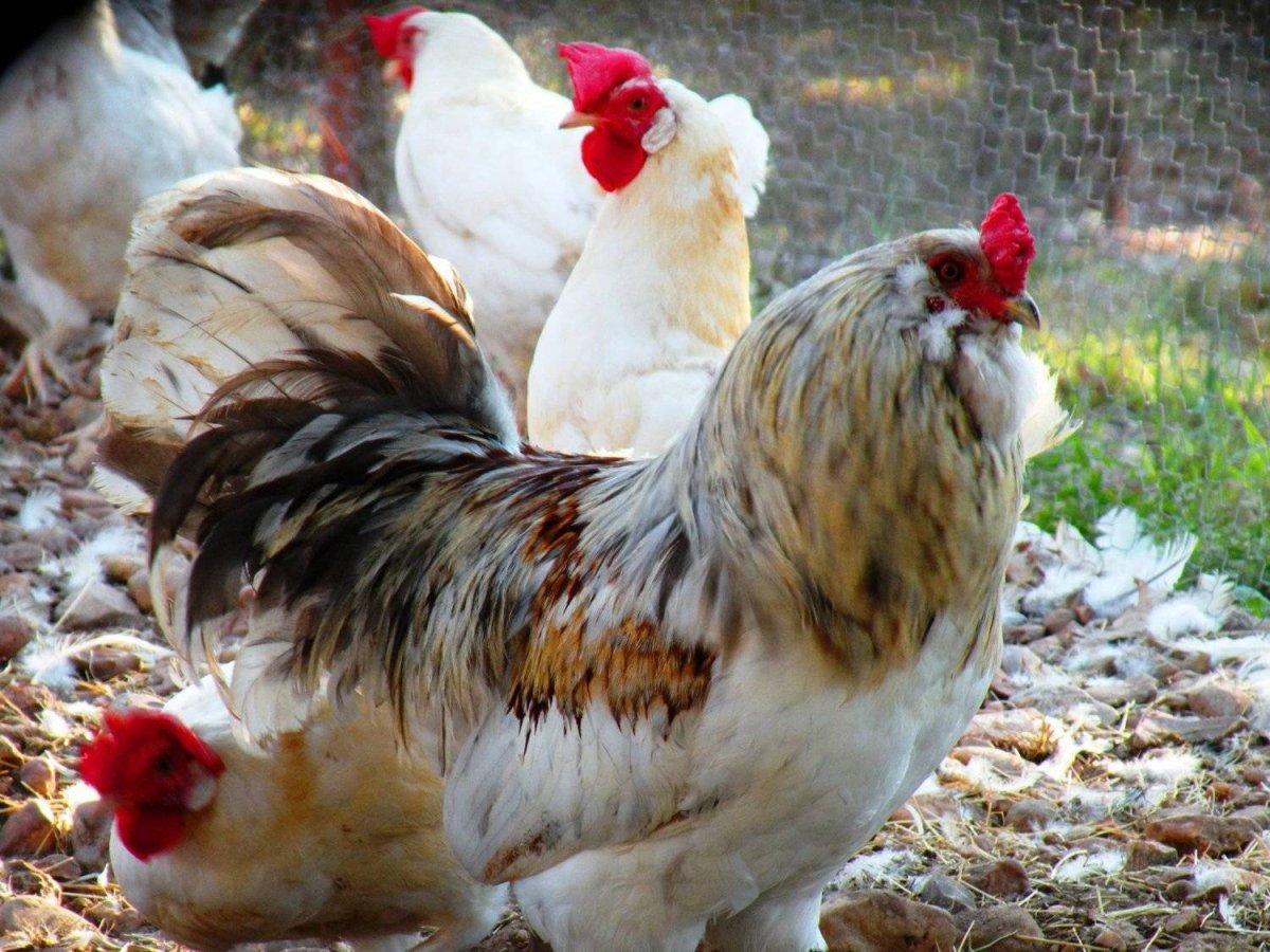 Амераукана куропатчатая