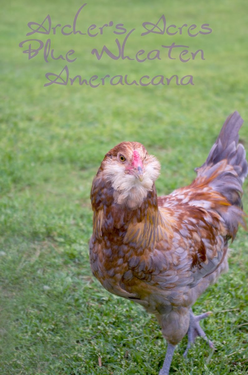 Петух Билефельдер