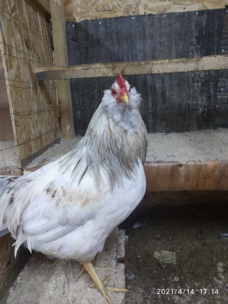 Петух Амераукана черный