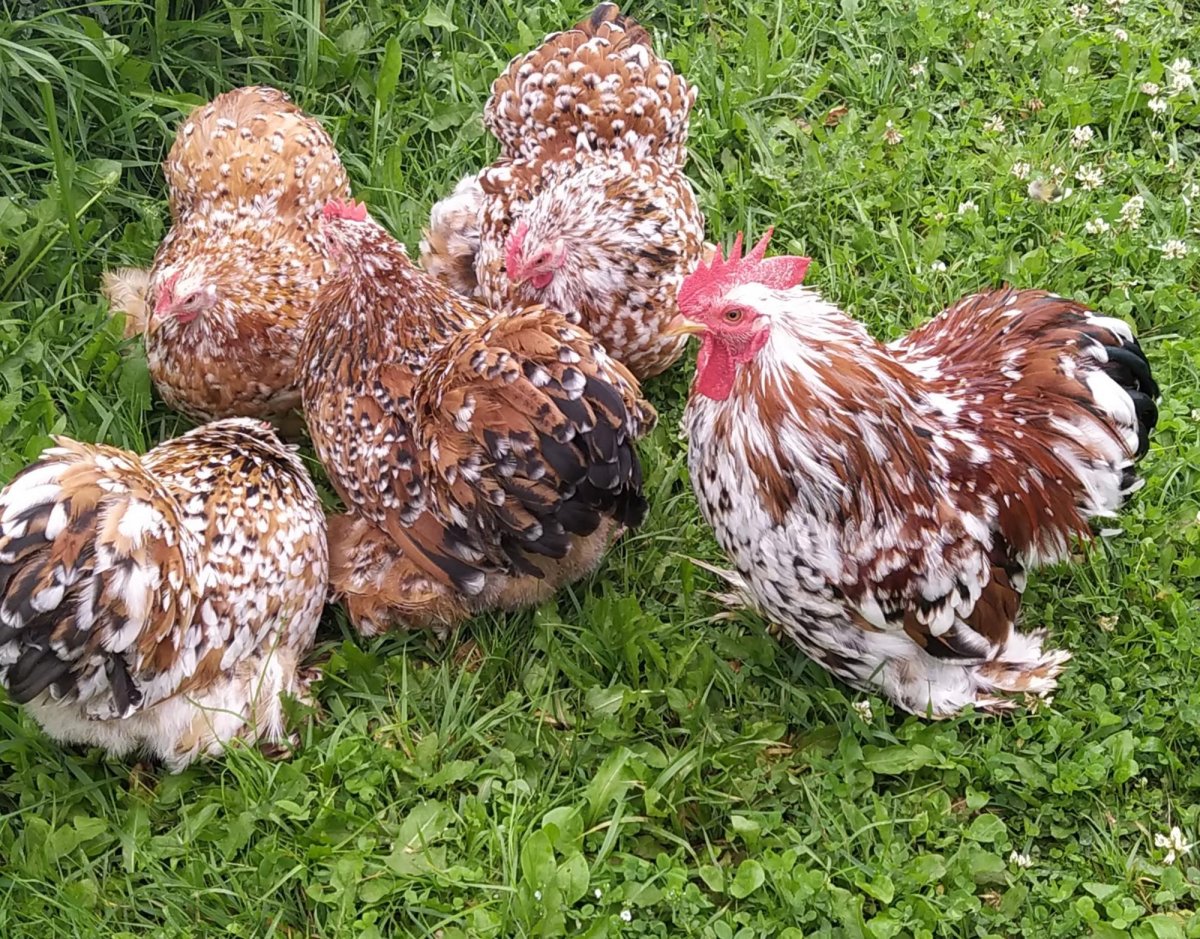 Петух Амераукана лавандовый