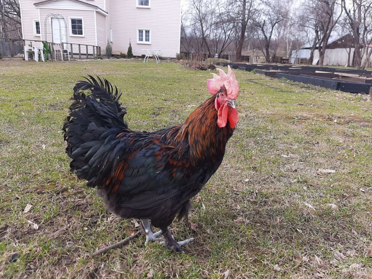 Петух Араукана