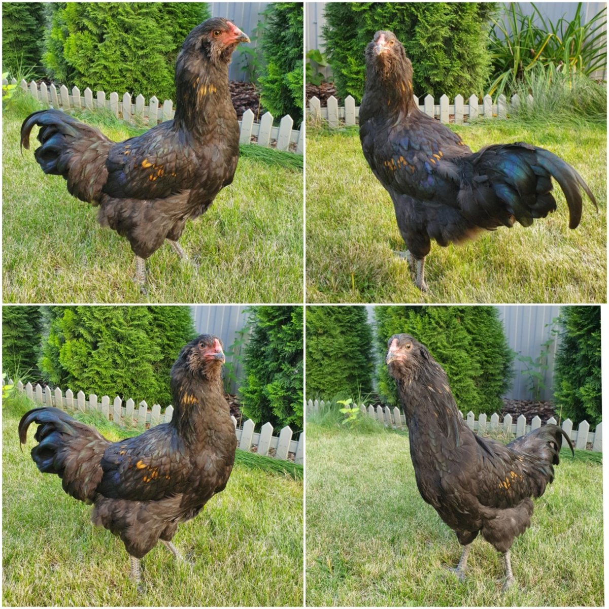 Куры Араукана яйценоскость