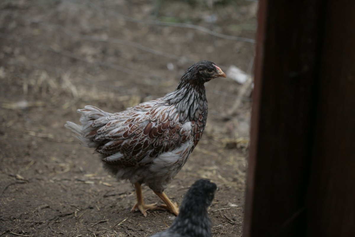 Петух породы Араукана