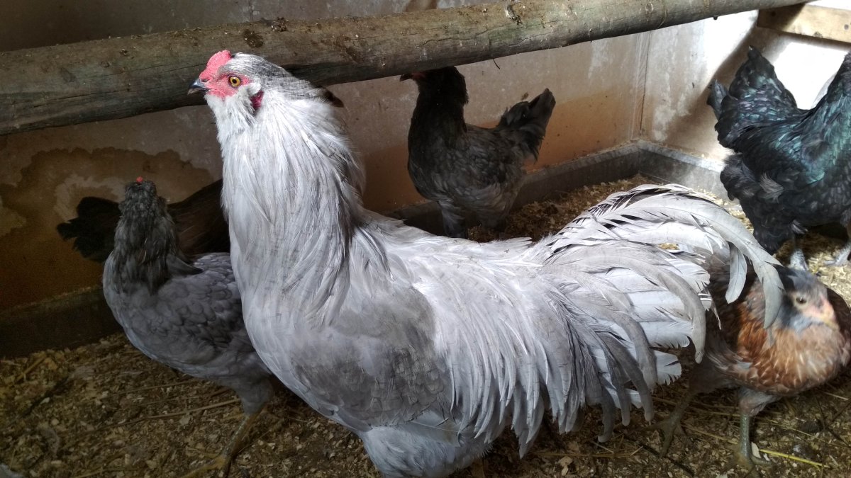 Амераукана порода кур описание фото отзывы цена