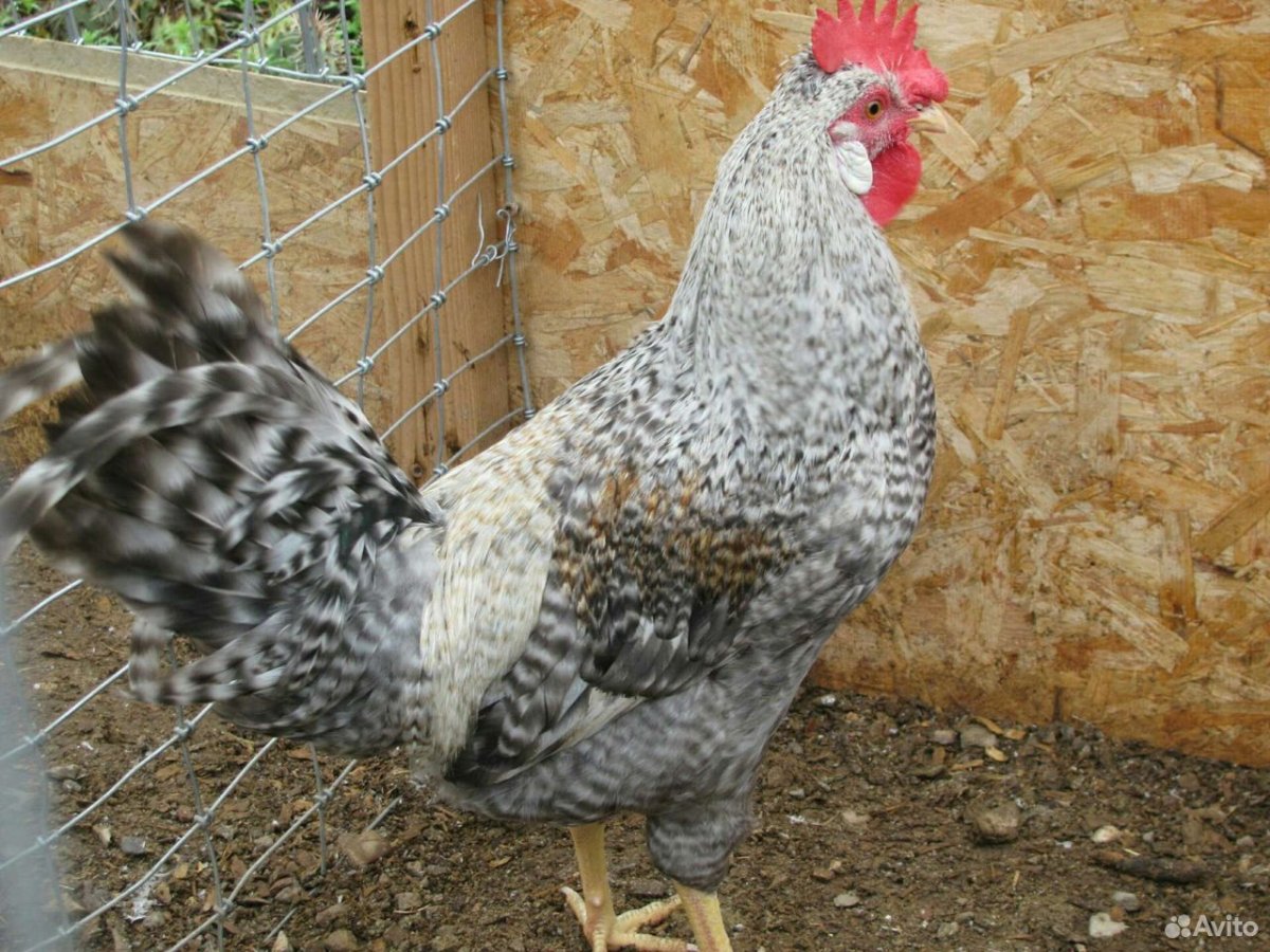 Курочки без хвостов араукан