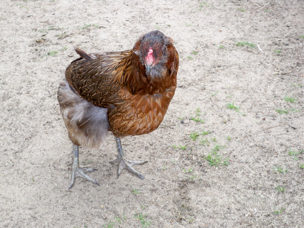 Петух Араукана