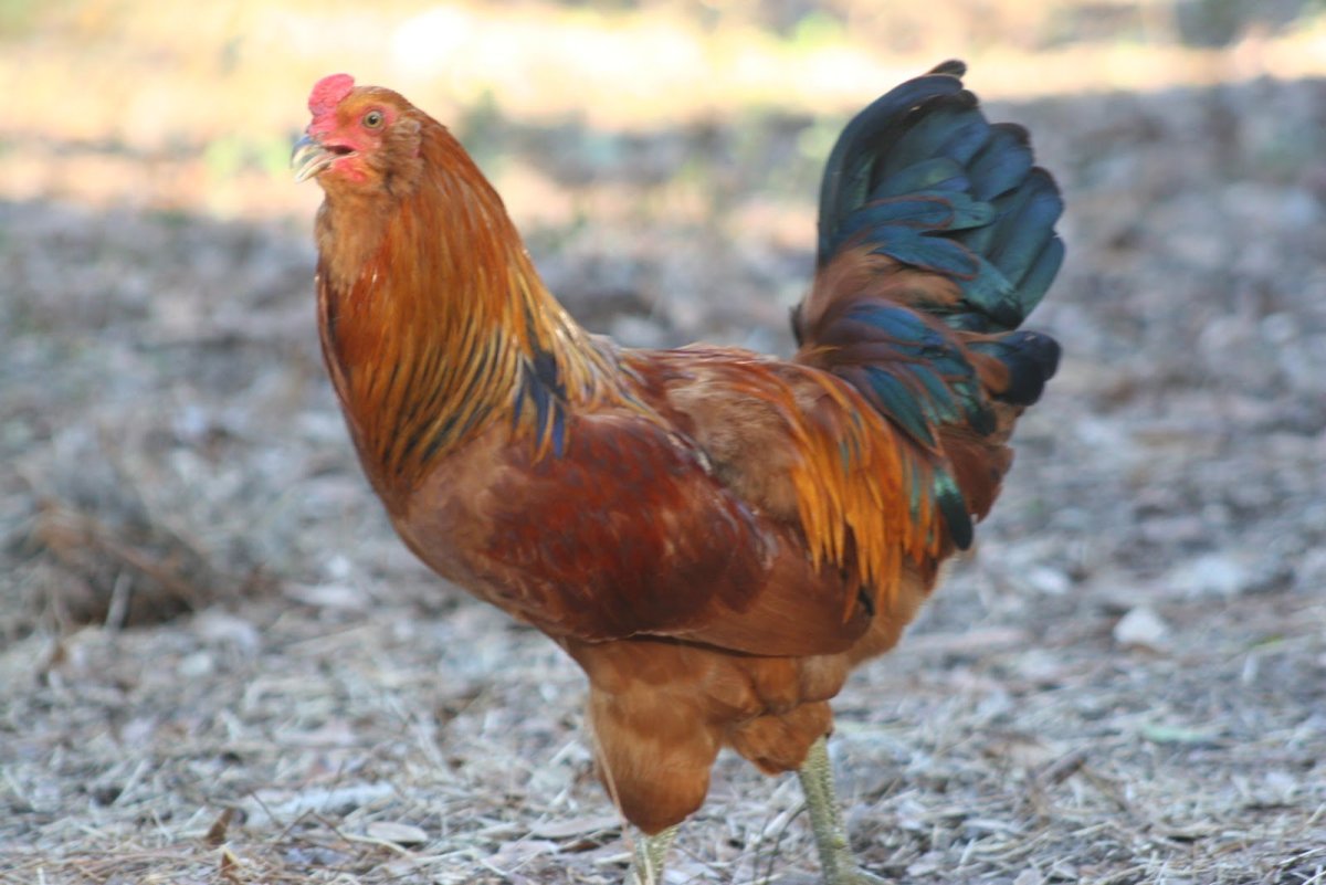 Петух Амераукана черный