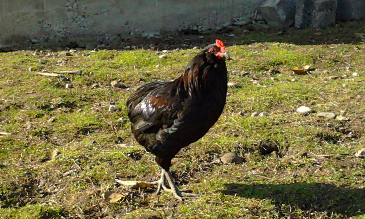 Петух Амеракуан с бородой