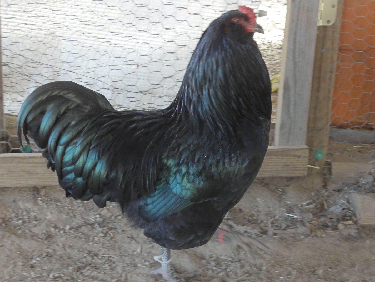 Петух породы Араукана