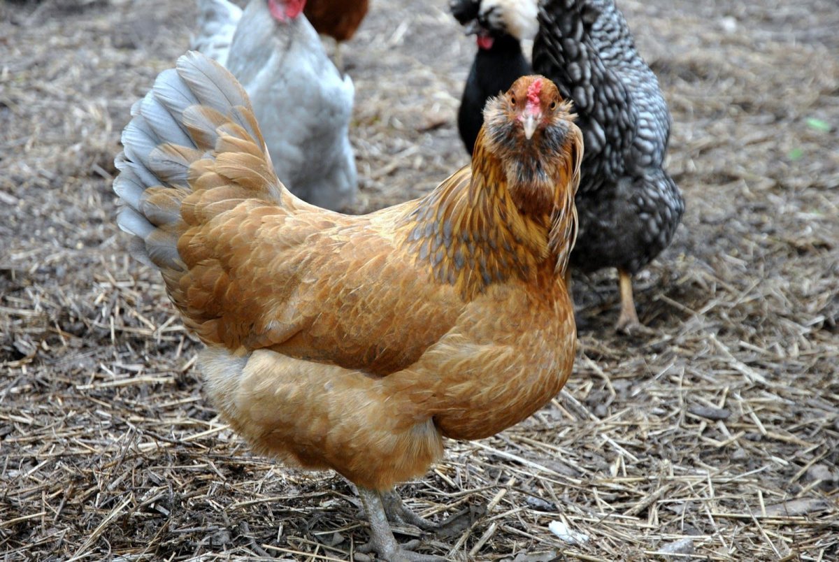 Араукана золотистогривые