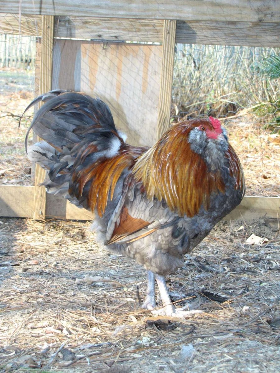 Петух Амераукана